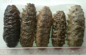 南美海參墨西哥.png 南美海參墨西哥.png