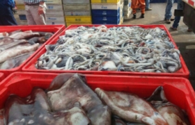 智利大魷魚1.png 智利大魷魚1.png