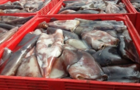 智利大魷魚3.png 智利大魷魚3.png